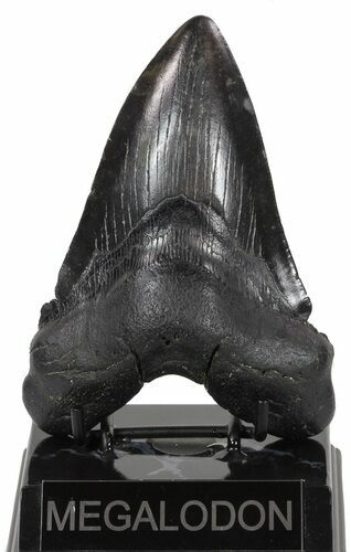 Large, Fossil Megalodon Tooth #56827